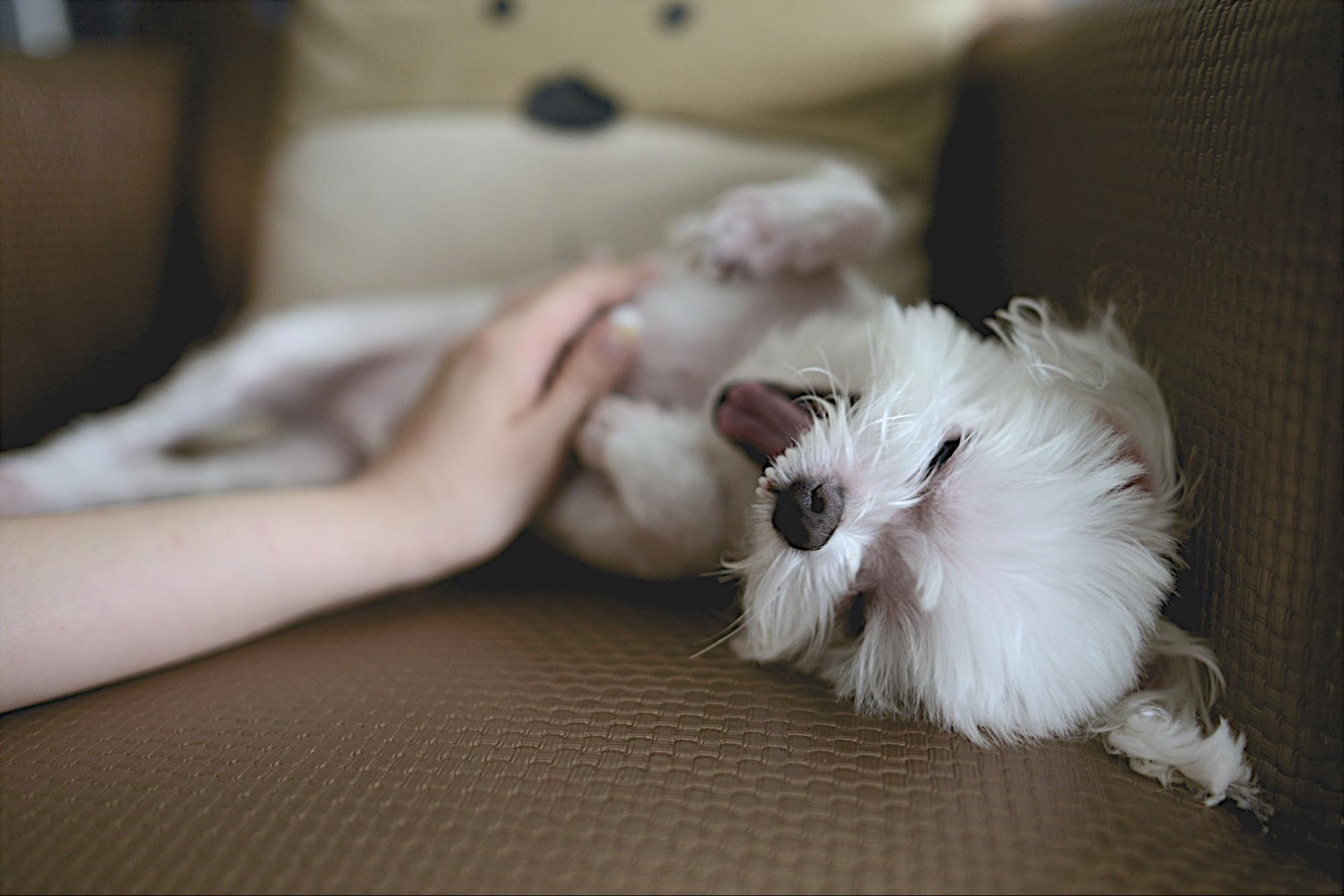 Clean House With Pets