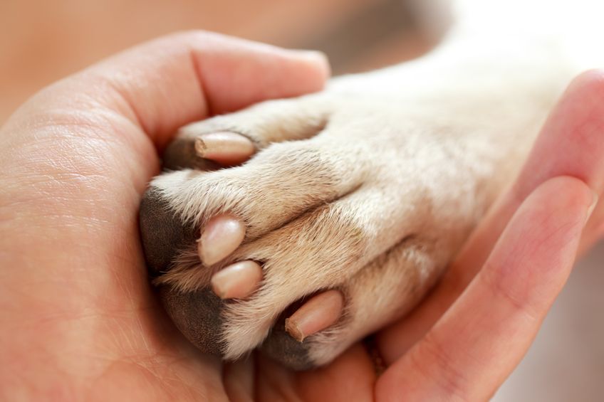 Clean House With Pets