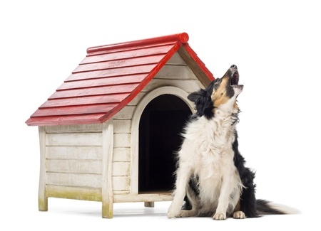 ways to stop your dog from barking