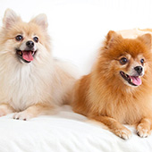 link to 20 Tips For Living With Multiple Pets