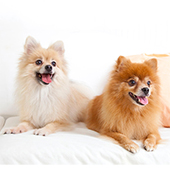 link to My Dog has Fleas: How Do I Get Rid Of Them?