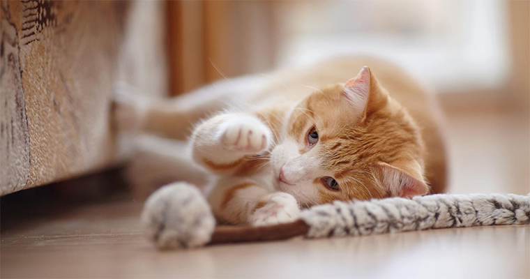 Cat Plays With Toy From Toy Box