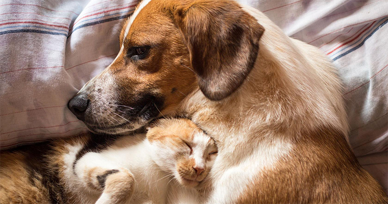 Introducing Your Cat And Dog