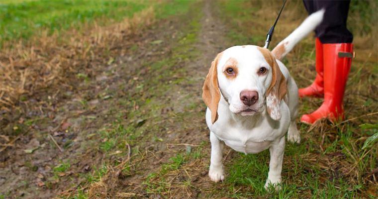 Avoid Mud With Pet Wipes