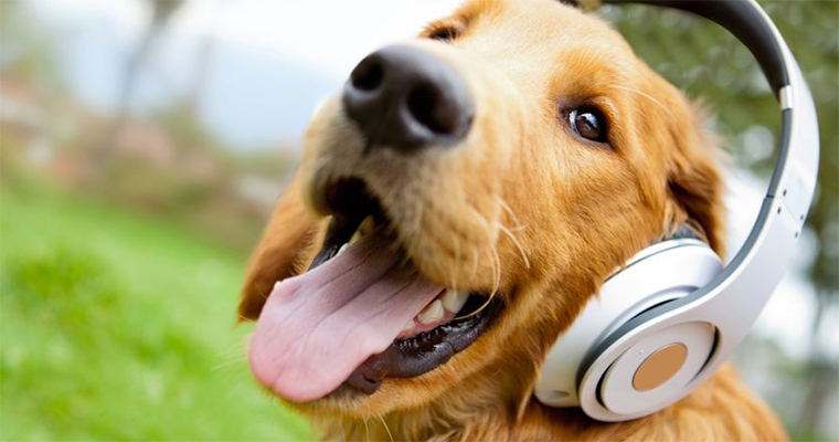 Calm nervous pets with music