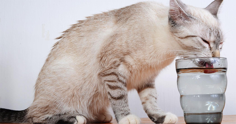 Feeding cats away from dogs