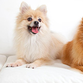 link to 20 Tips For Living With Multiple Pets