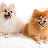 20 Tips For Living With Multiple Pets