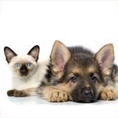 link to 21 Essential Products For Potty Training Your Dog