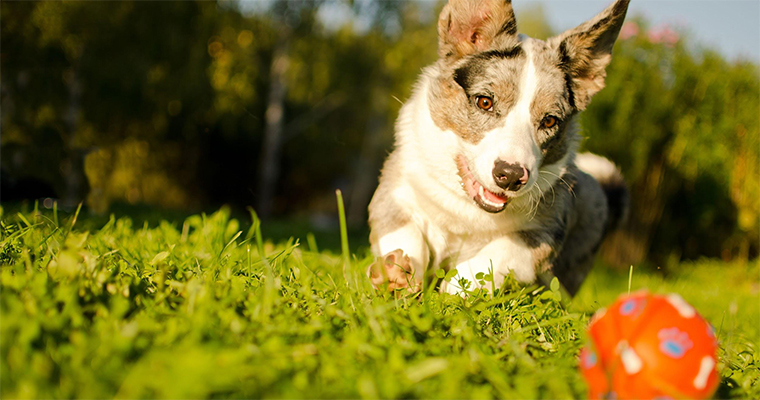 3 Ways to Keep Your Dog Busy When You�re Busy! 
