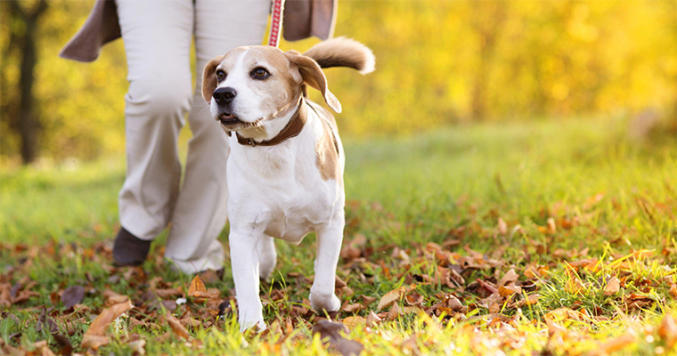 3 Ways to Keep Your Dog Busy When You’re Busy!