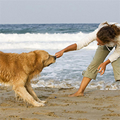 5 Fun Summer Activities to Enjoy With Your Dog