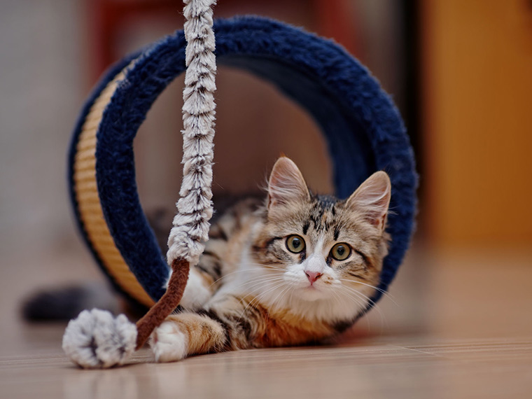 Happy Cats
