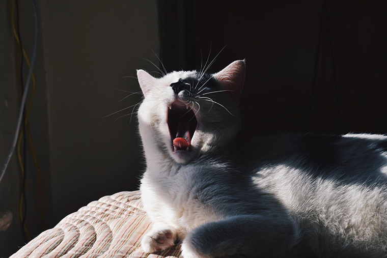 Happy Cats