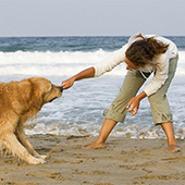 link toTop 12 Most Loyal Dog Breeds