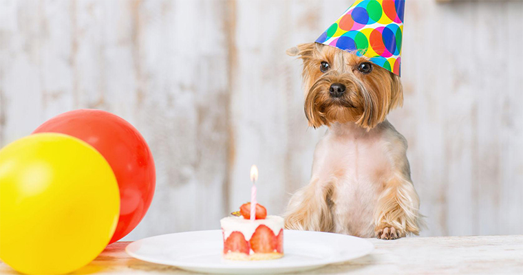 Top 10 Places to Take Your Pet on the West Coast