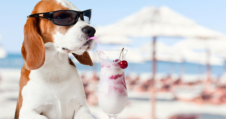 Top 10 Places to Take Your Pet on the West Coast