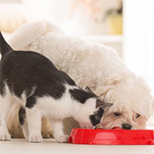 link to 5 Tips For Controlling Your Pet�s Weight 