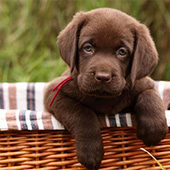 link to My Dog Has Fleas: How Do I Get Rid Of Them?
