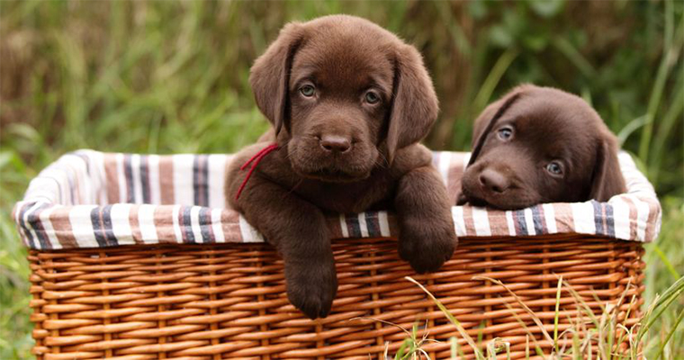 Top 10 Places to Take Your Pet on the West Coast 1