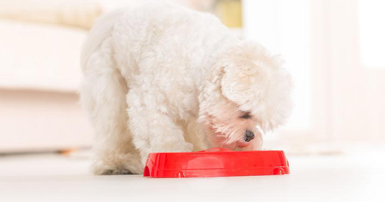 Top 10 Places to Take Your Pet on the West Coast