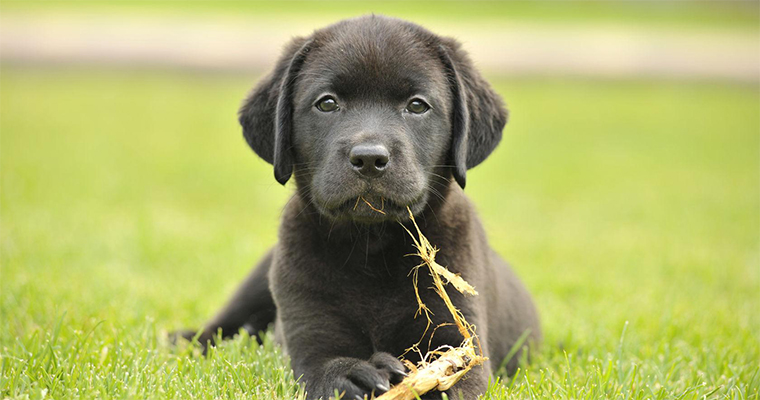 Top 10 Places to Take Your Pet on the West Coast