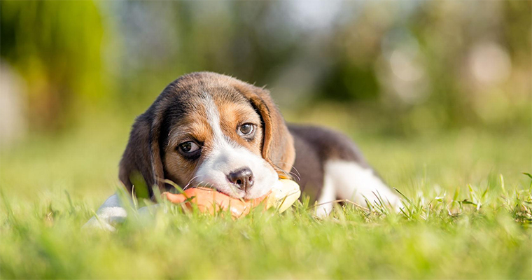 Top 10 Places to Take Your Pet on the West Coast