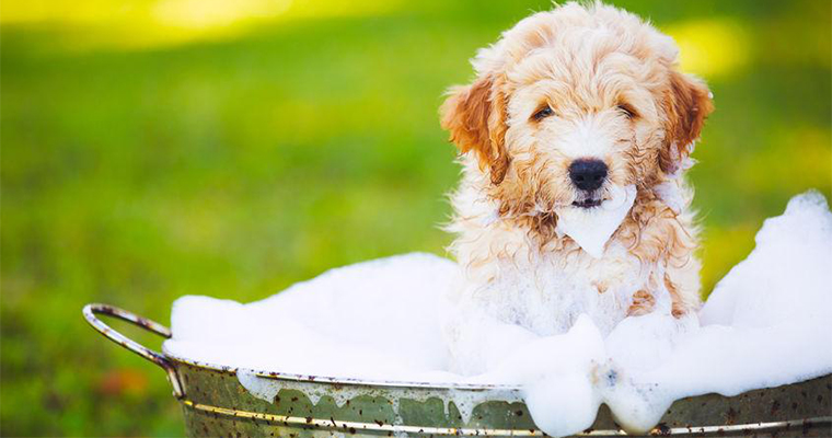 5 Tips For Summer Dog Grooming