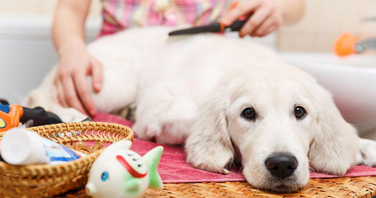 5 Tips For Summer Dog Grooming