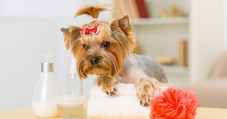 5 Tips For Summer Dog Grooming