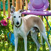 link to 10 Must-have Products for Pet Owners