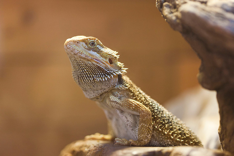 Feeding Bearded Dragons