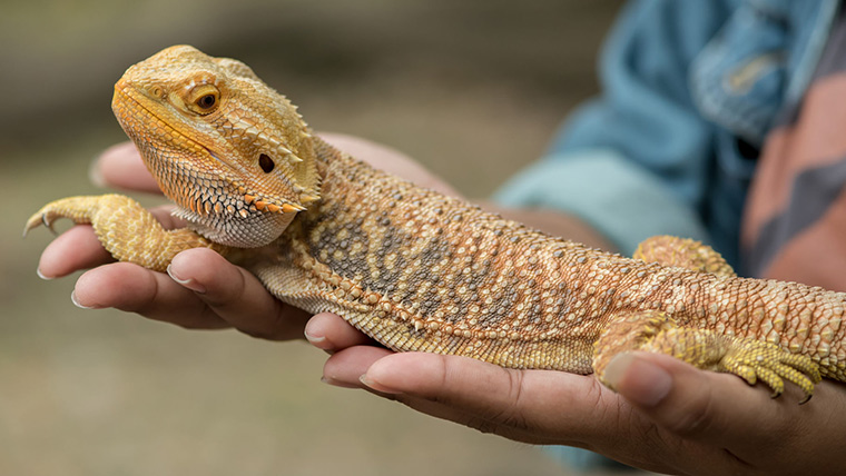 Feeding Bearded Dragons