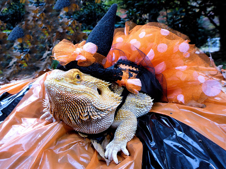 Feeding Bearded Dragons
