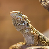 link to 5 Tips To Help You Feed Your Bearded Dragon