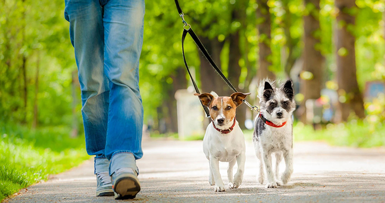A image of walking with 2 dogs