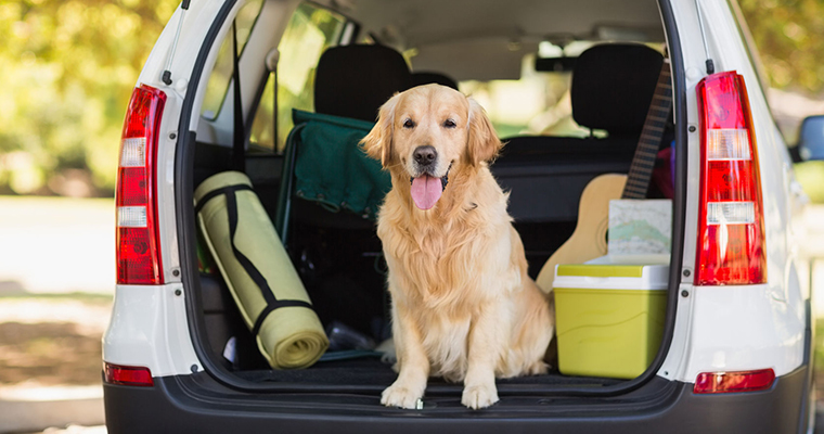 A image of a golden retriver sitting in the back seat