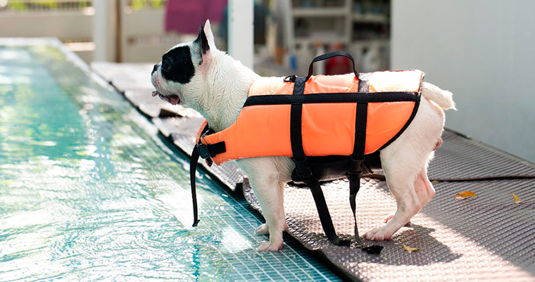 A image of a dog ready to jump into the pool