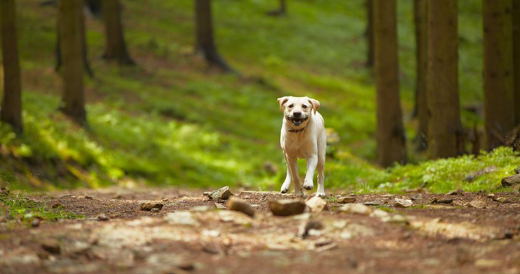  A image of a dog running in the forest