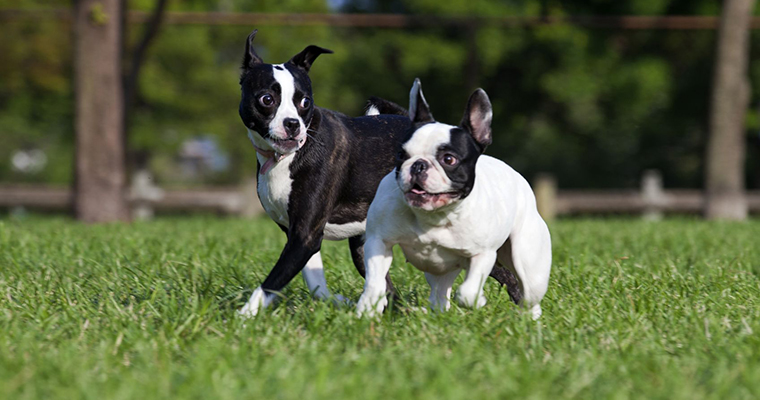 A image of 2 dogs playing on green grass