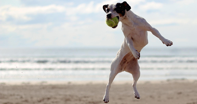 A image of a dog jumping to get a tennis ball