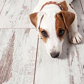 link to 6 products that make pet parenting easy