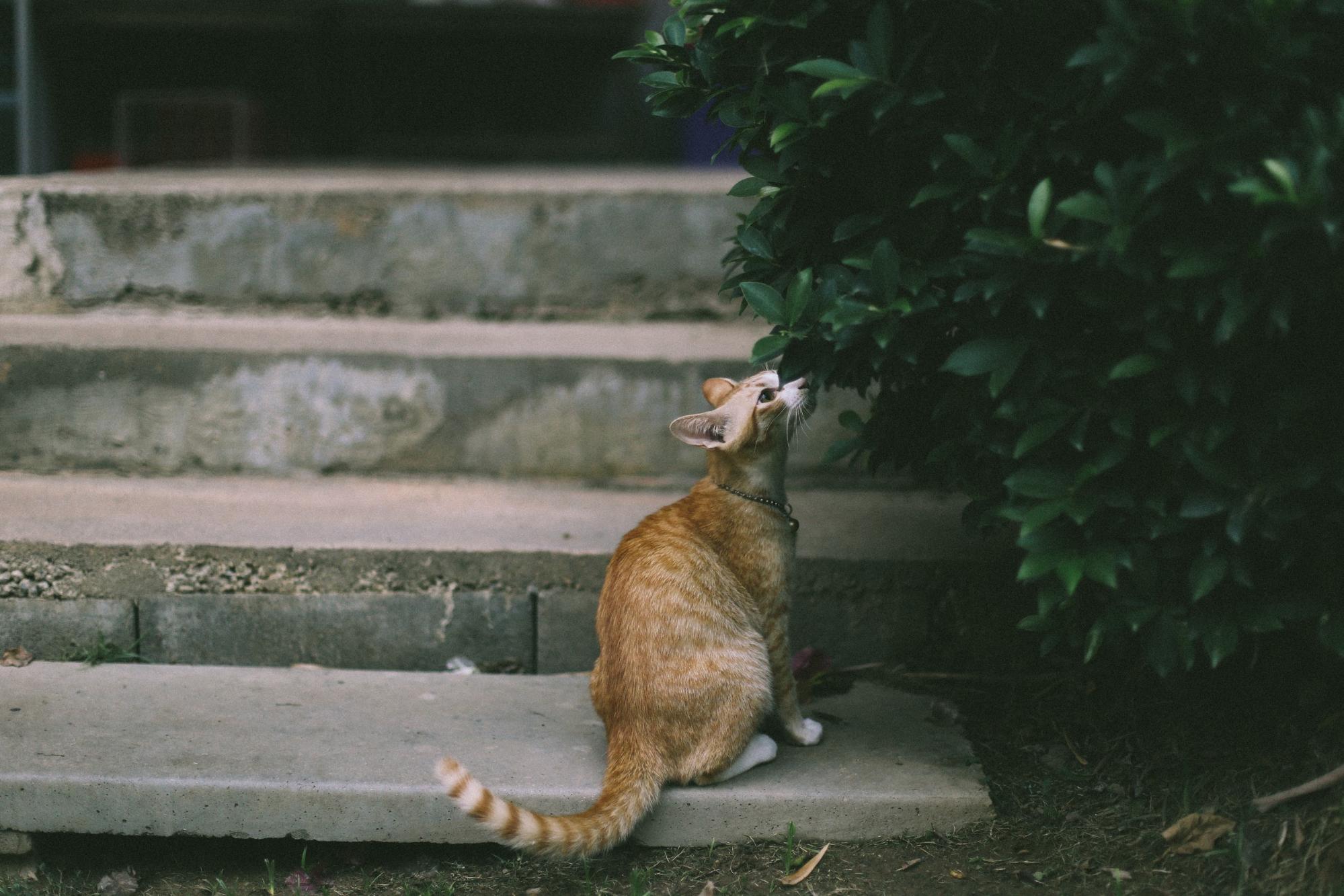 Communicate With Your Cat