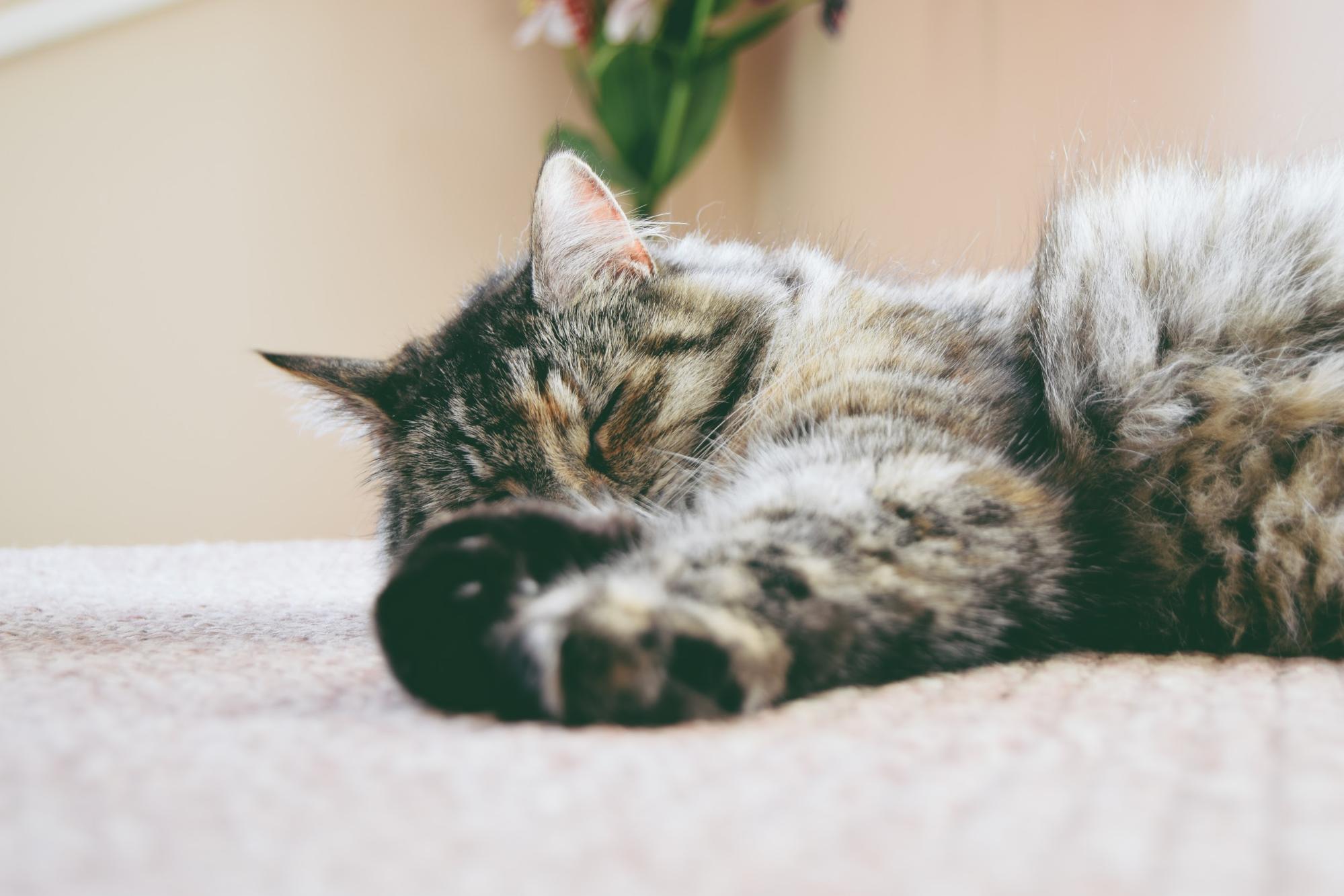 Communicate With Your Cat