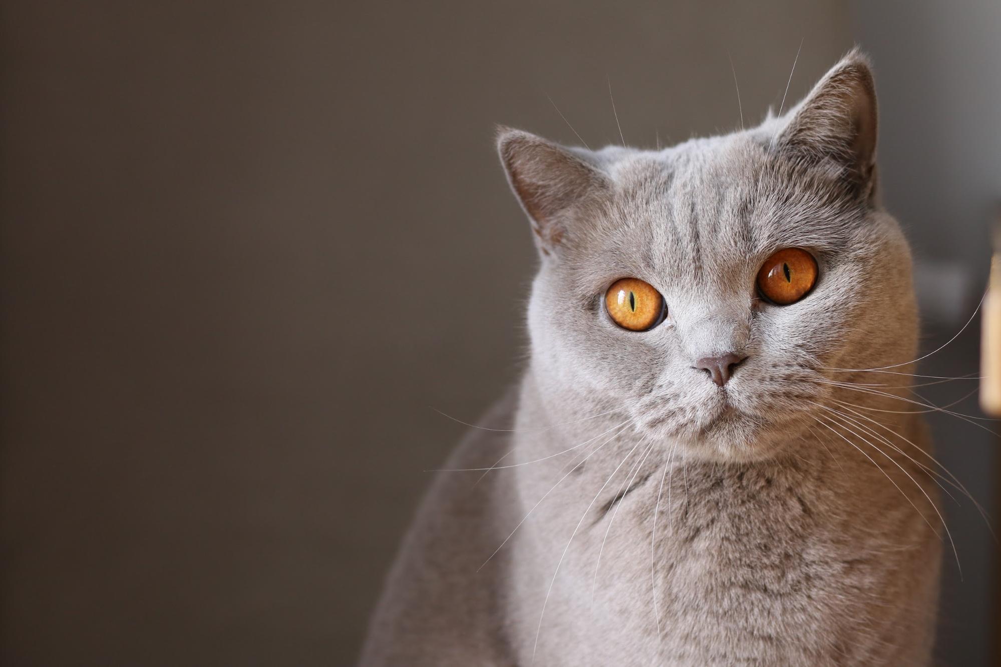 Communicate With Your Cat