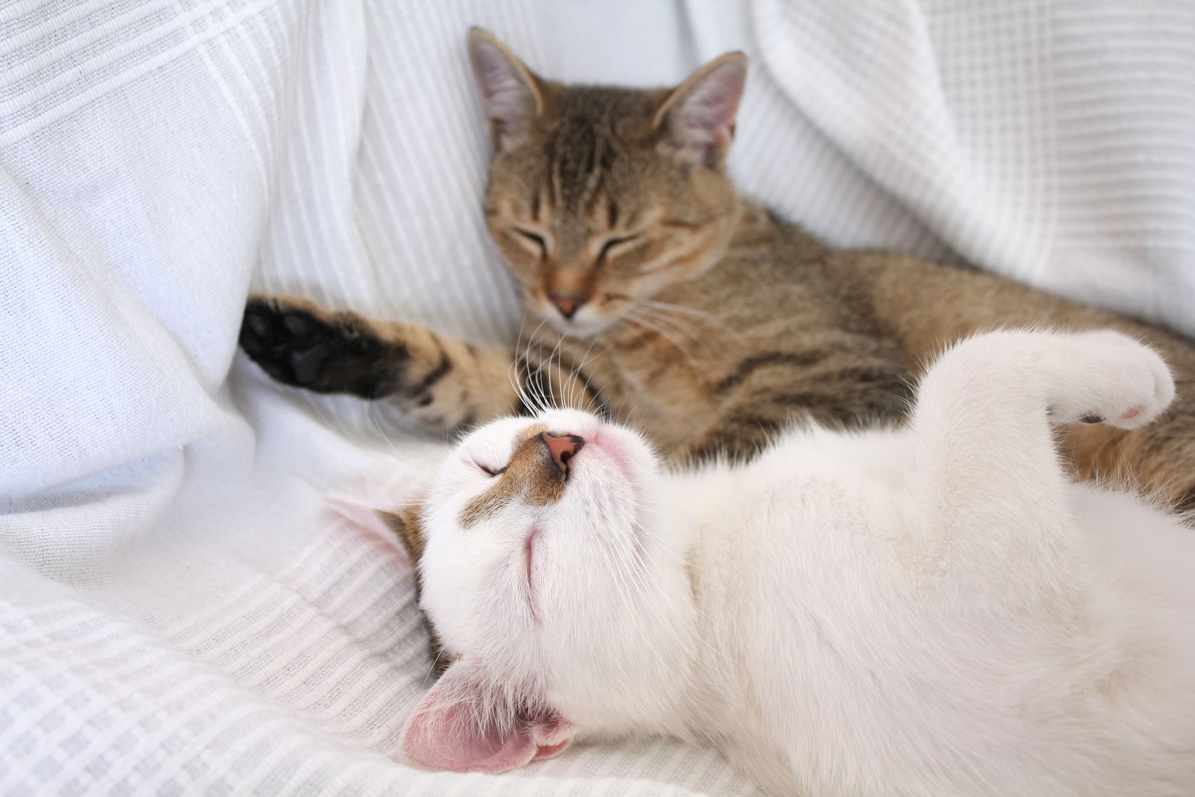 Communicate With Your Cat