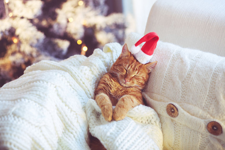 Training Your Cat