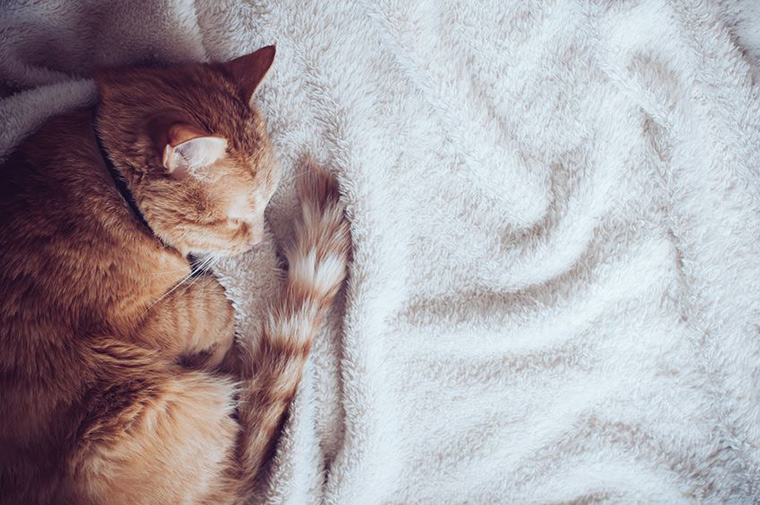 Training Your Cat