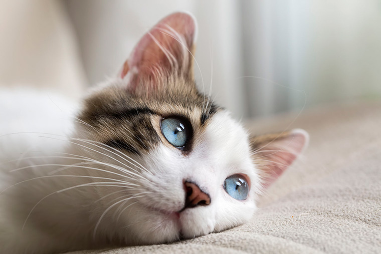 Training Your Cat