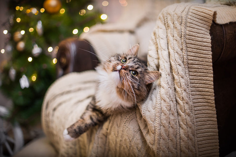 Training Your Cat